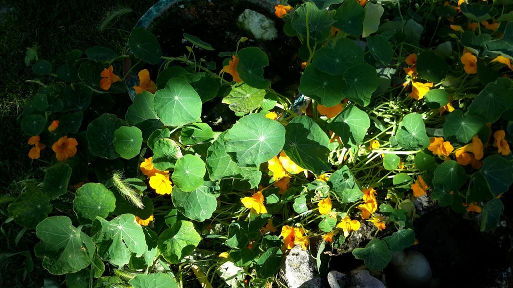 Casa Di Campagna Dal Pozzo Sorso Bilik gambar